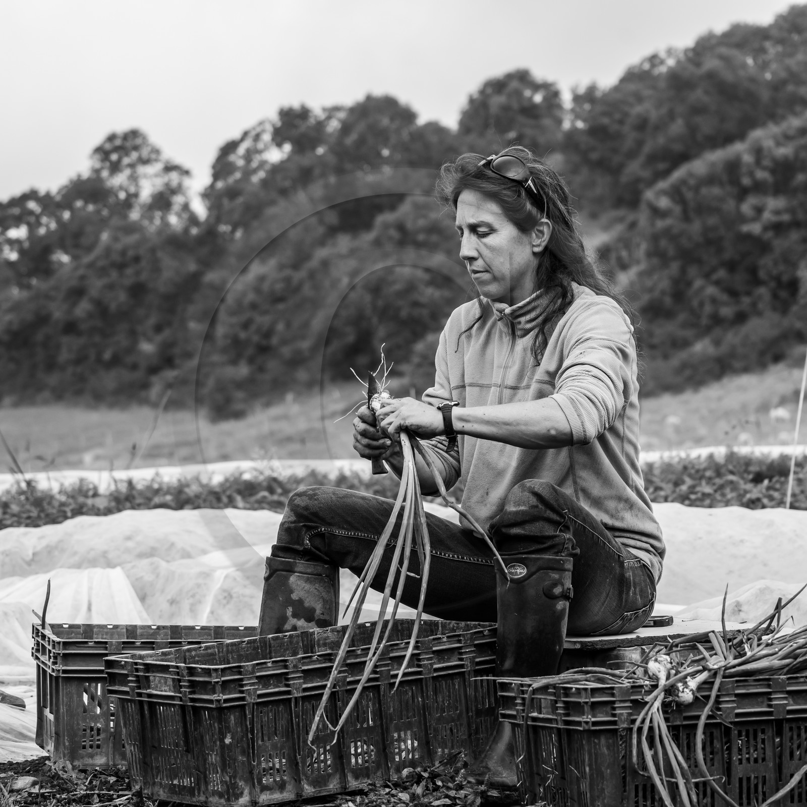 Maraichage biologique dans le Champsaur