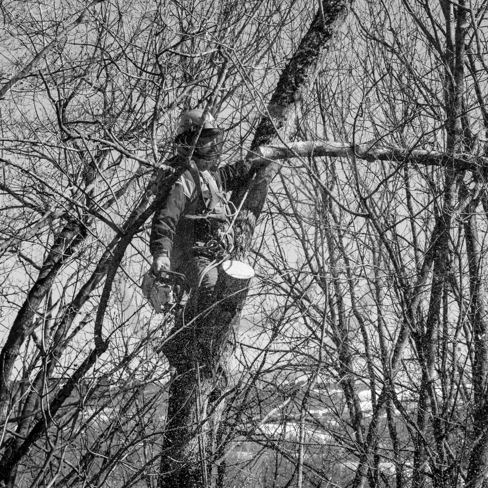 L'Ouort de Bénévent - 08 mars 2017 L'Ouort de Bénévent - 08 mars 2017