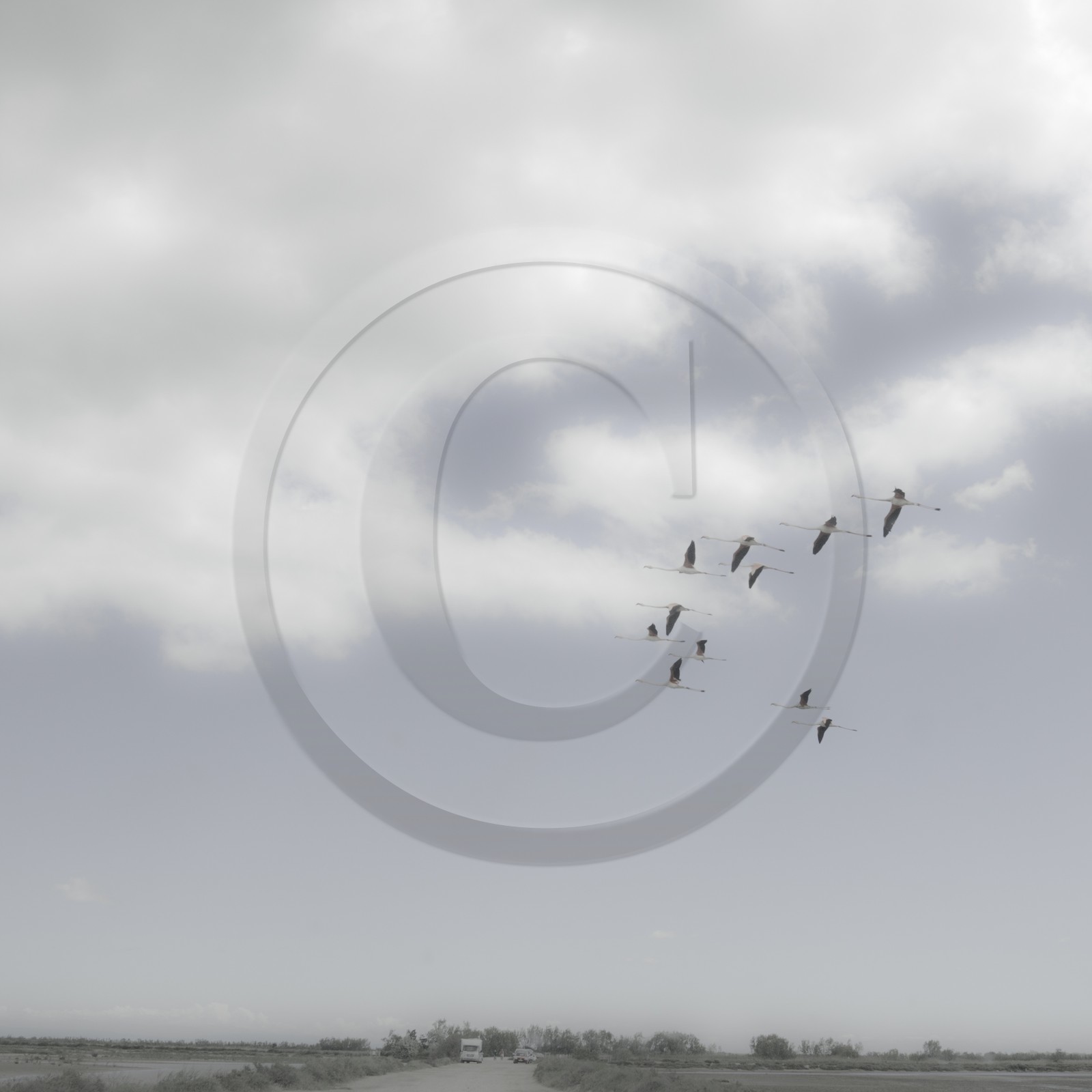 Camargue couleur pastel