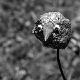 16 juillet 2025 : Les Triplettes