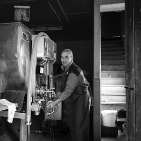 La traite des vaches