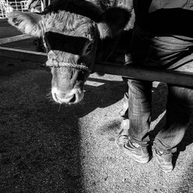 Rencontres paysannes à Saint-Bonnet en Champsaur