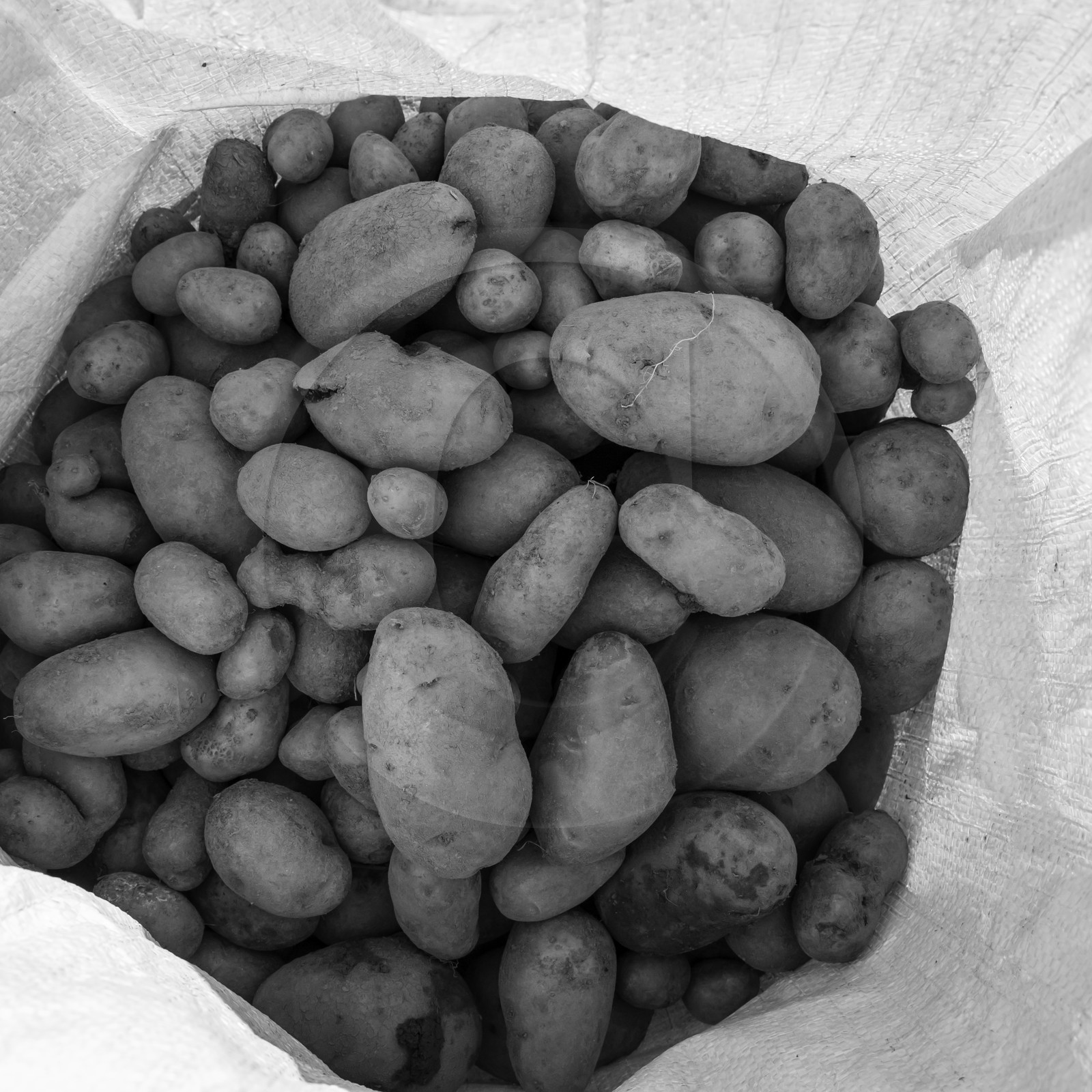 La récolte des pommes de terre