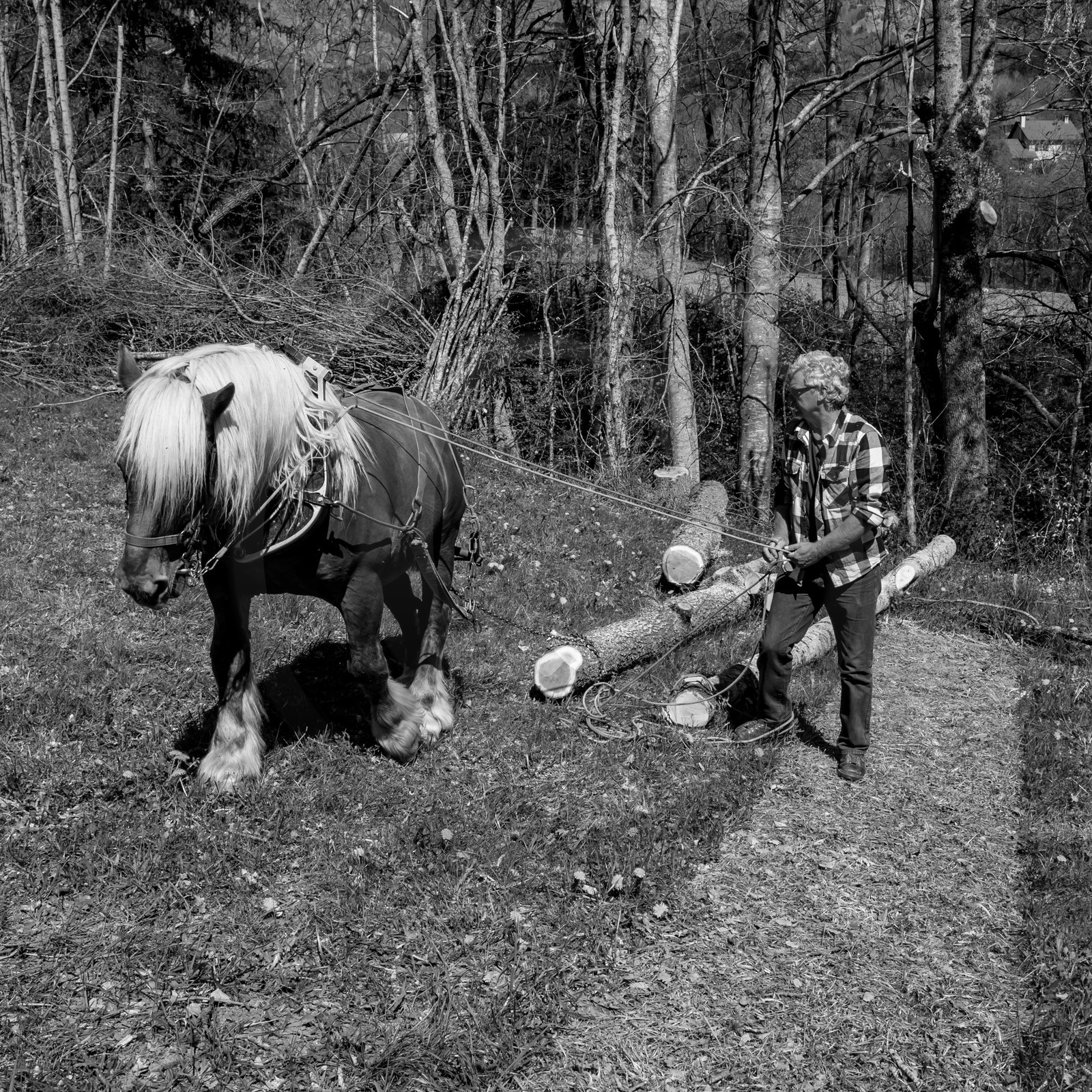 Débardage avec un cheval - 17 04 17
