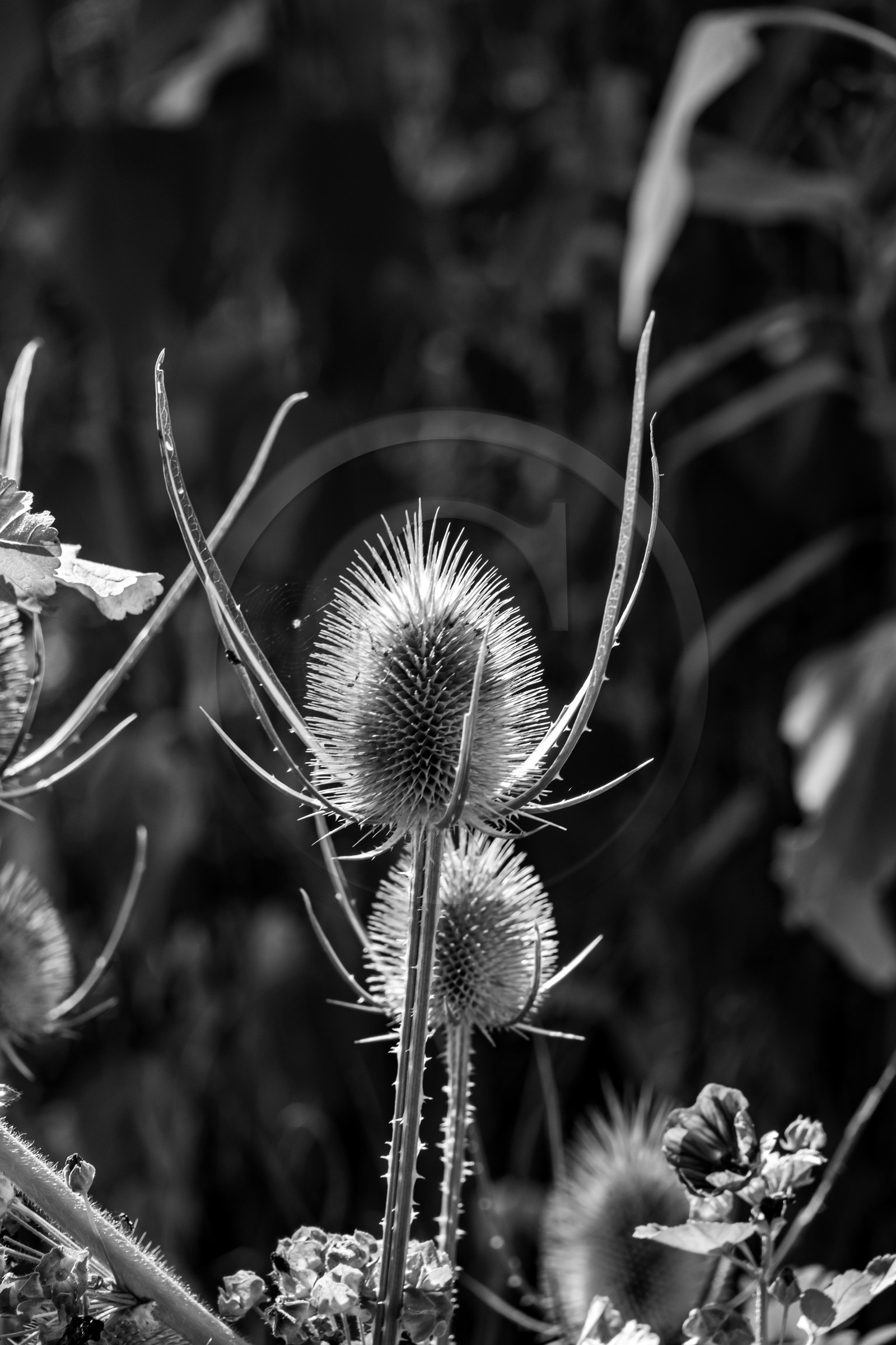 23 aout 2024 : Journée des aidants, aidés et anciens aidants 23 aout 2024 : Journée des aidants, aidés et anciens aidants