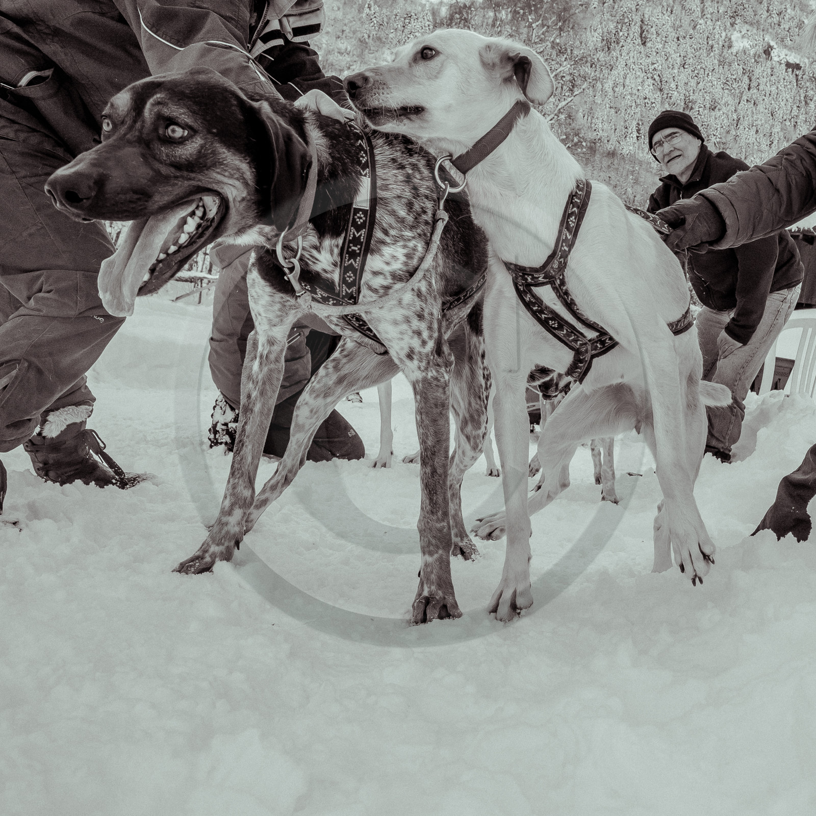 La Valgaude Traineau 2015