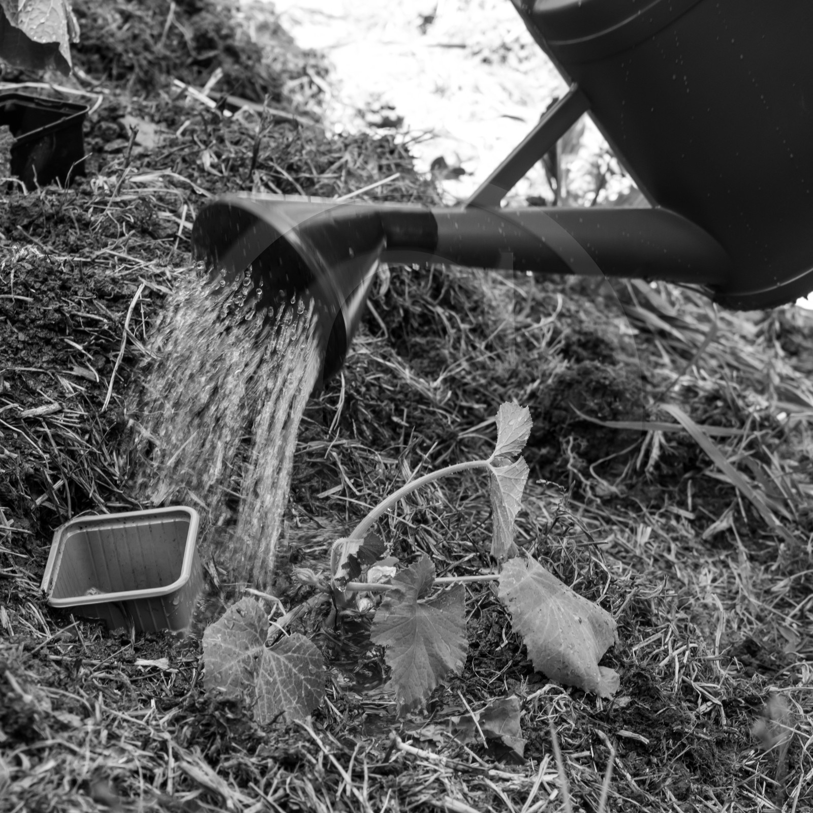 07 juin 2017 - Plantation - Haie - Réunion