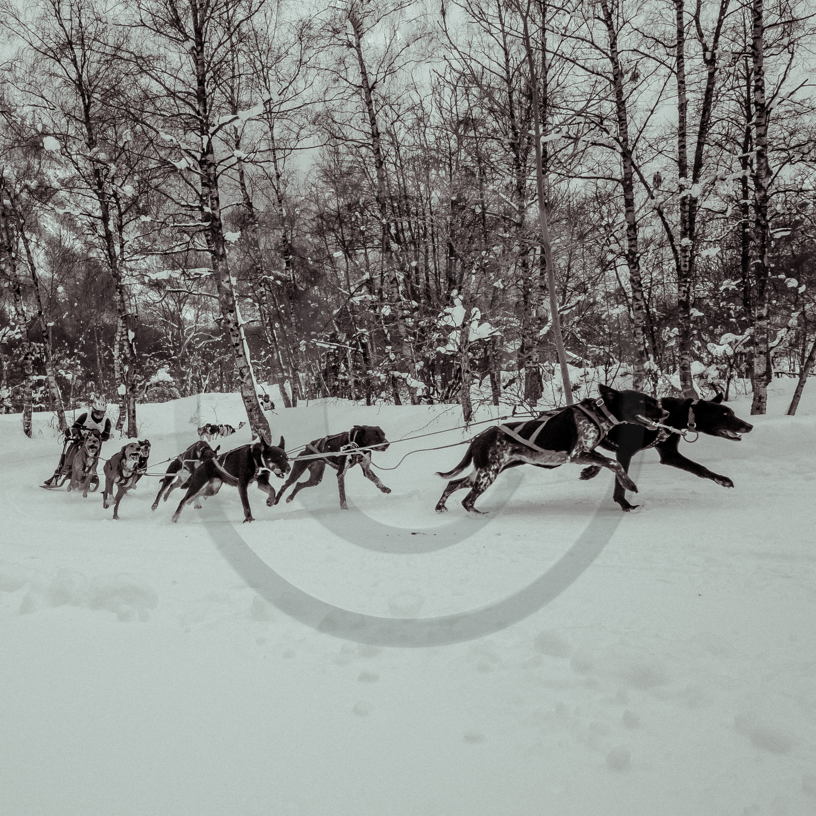 La Valgaude Traineau 2015