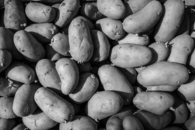 14 mai 2023 : Vide-Jardin