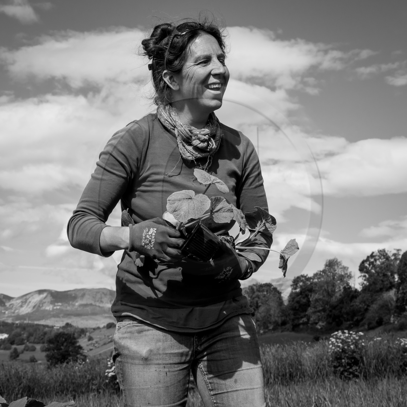 La plantation des courges