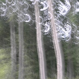 Le Pays des Arbres Flous