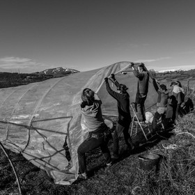 Montage de serres tunnel
