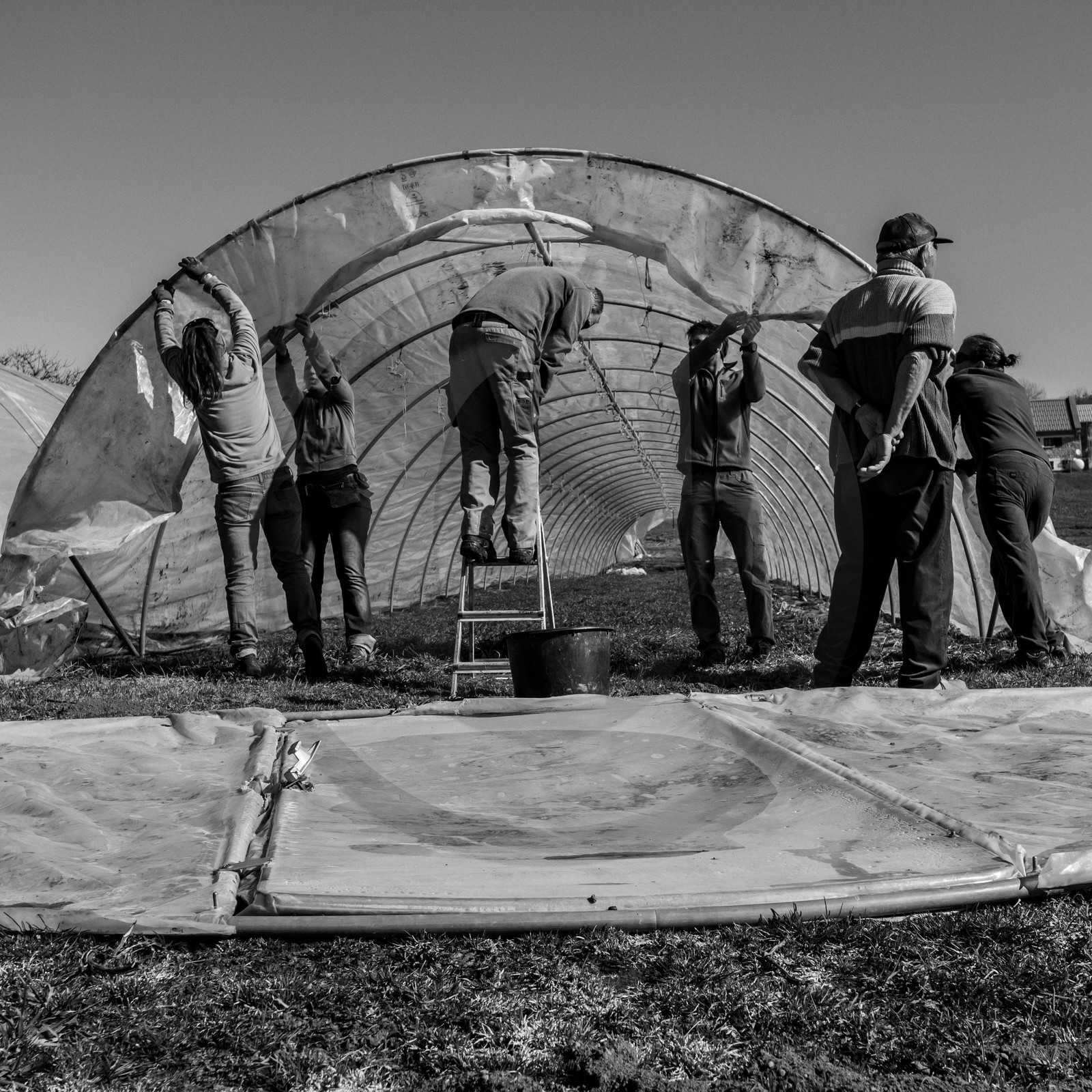 Montage de serres tunnel