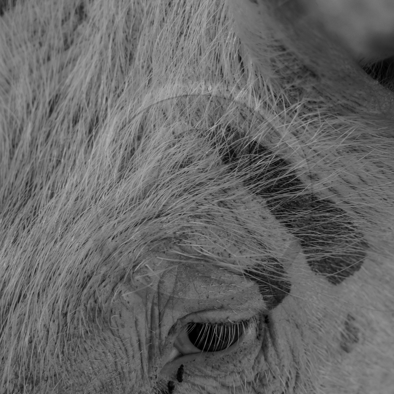 Elevage biologique de cochons en plein air Elevage biologique de cochons en plein air