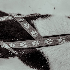 La Valgaude Traineau 2015