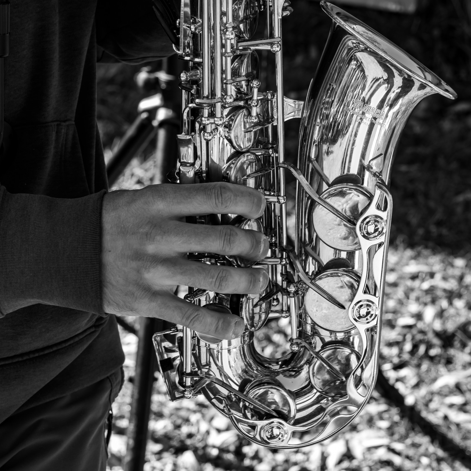 26 octobre 2025 : Les oiseaux de trottoir