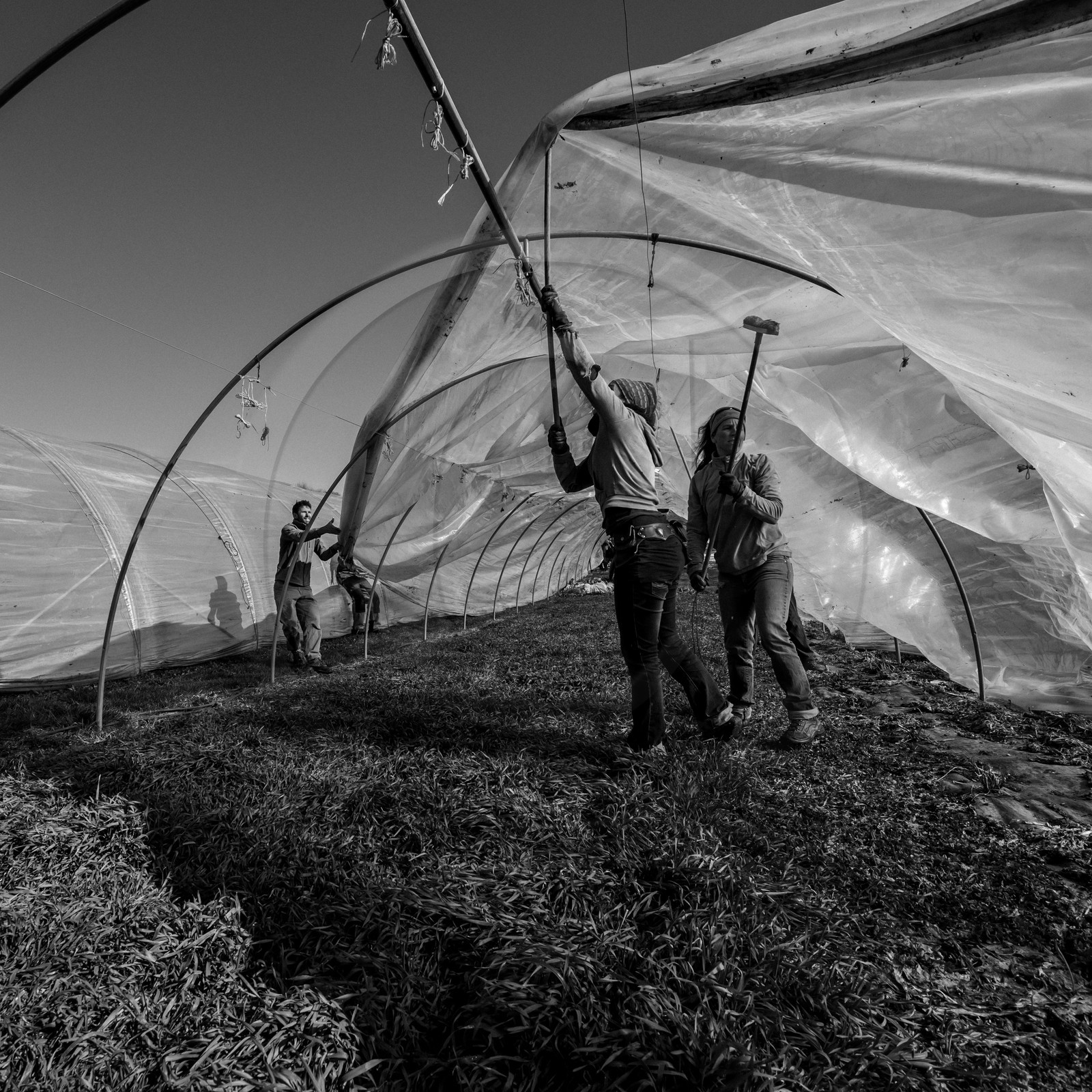 Montage de serres tunnel