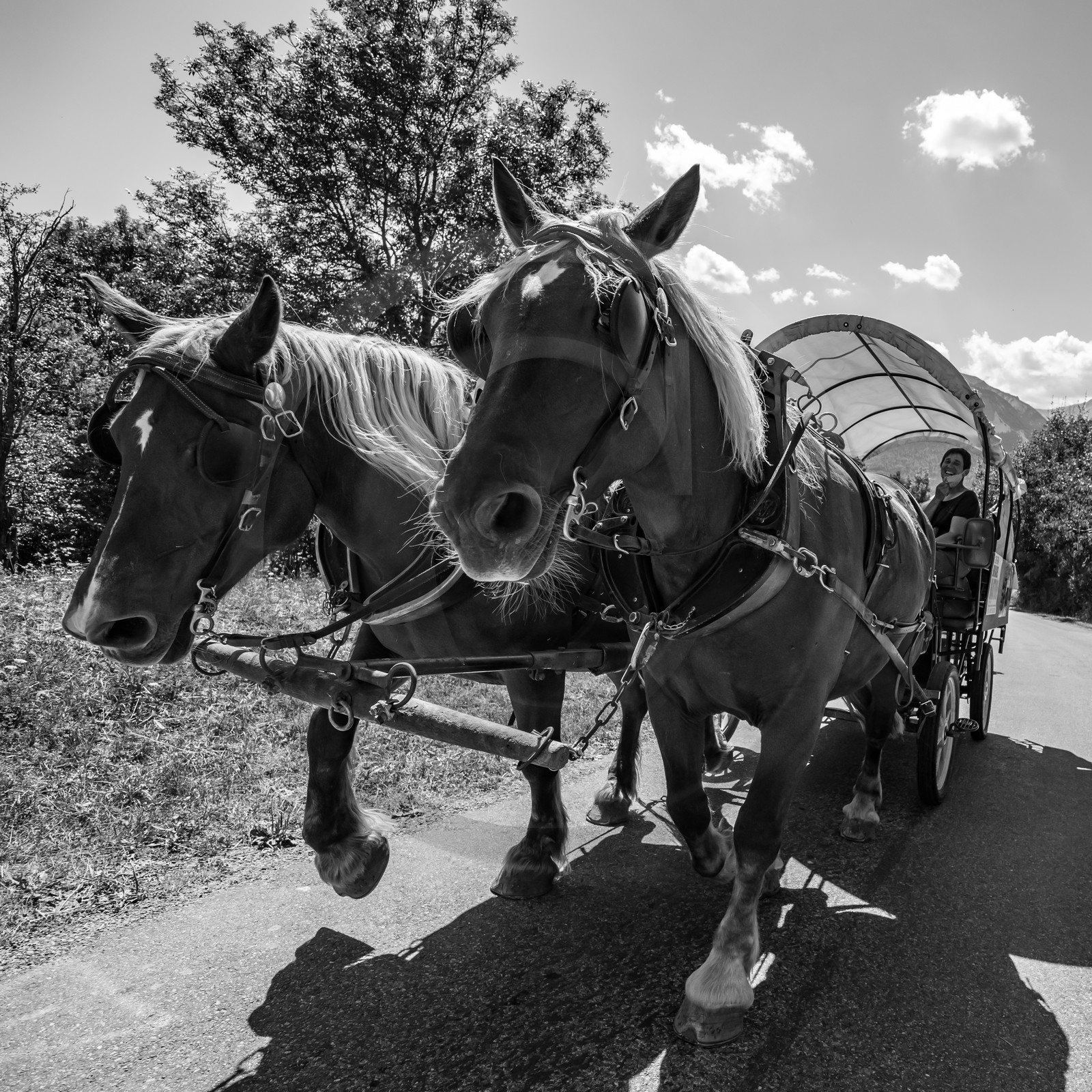 01 septembre 2021 : Promenade en cariole et contes