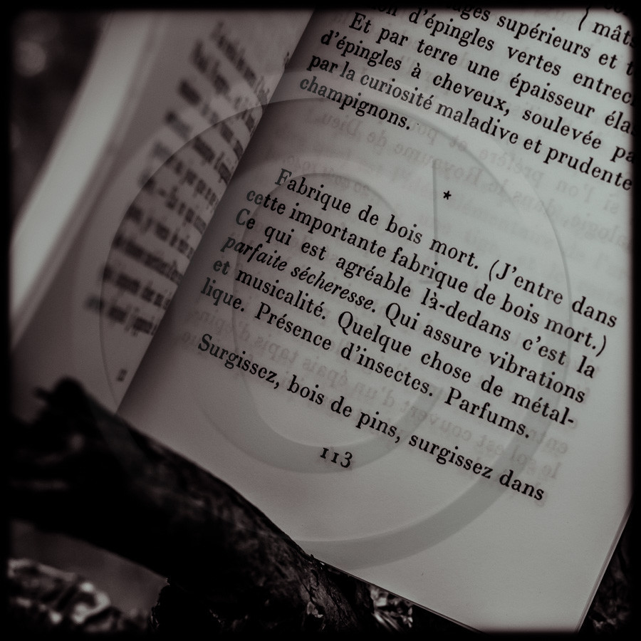 Promenade en forêt Promenade en forêt