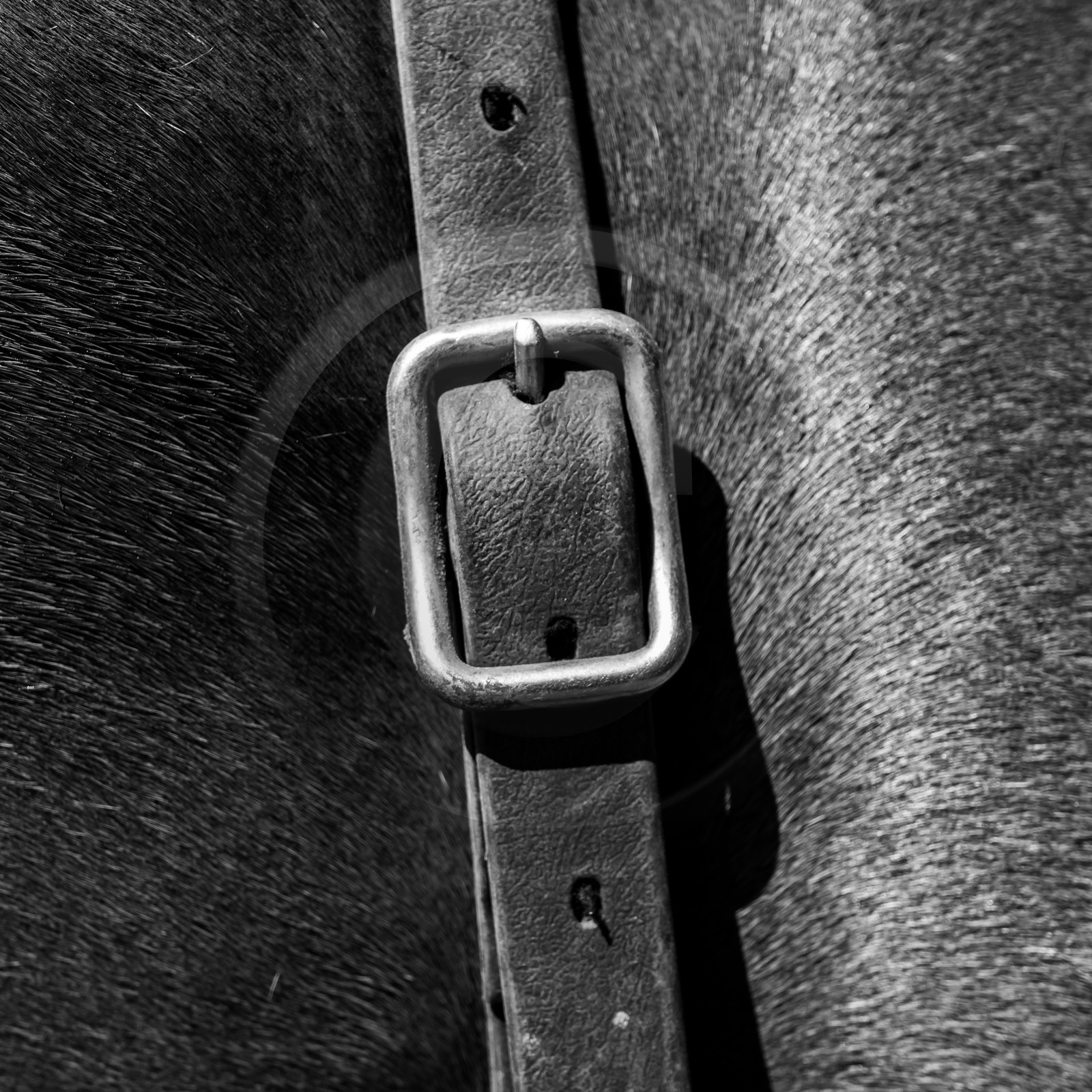 01 septembre 2021 : Promenade en cariole et contes