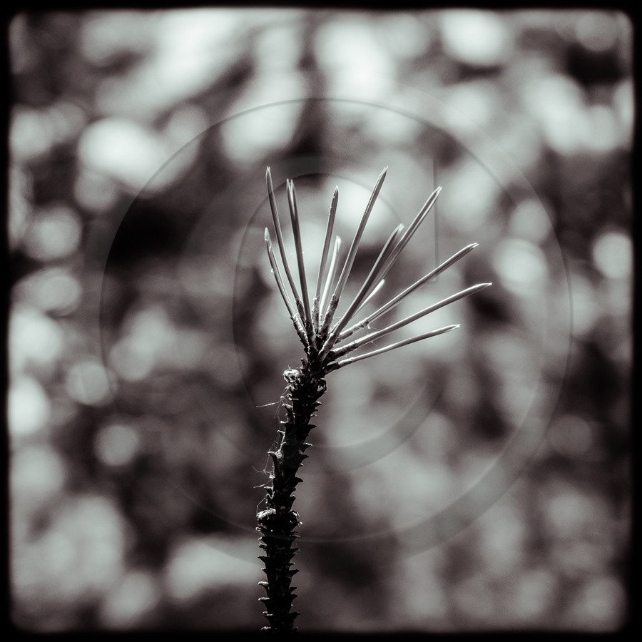 Promenade en forêt Promenade en forêt