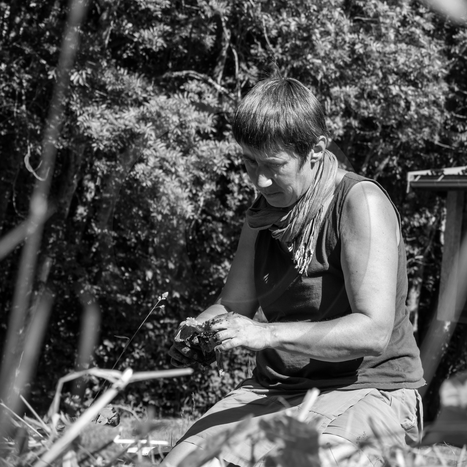 07 juin 2017 - Plantation - Haie - Réunion 07 juin 2017 - Plantation - Haie - Réunion