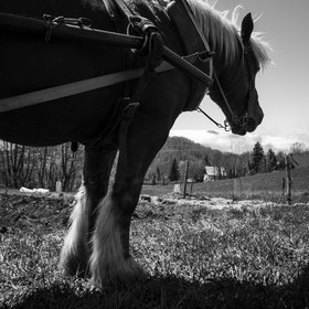 Labour avec un cheval