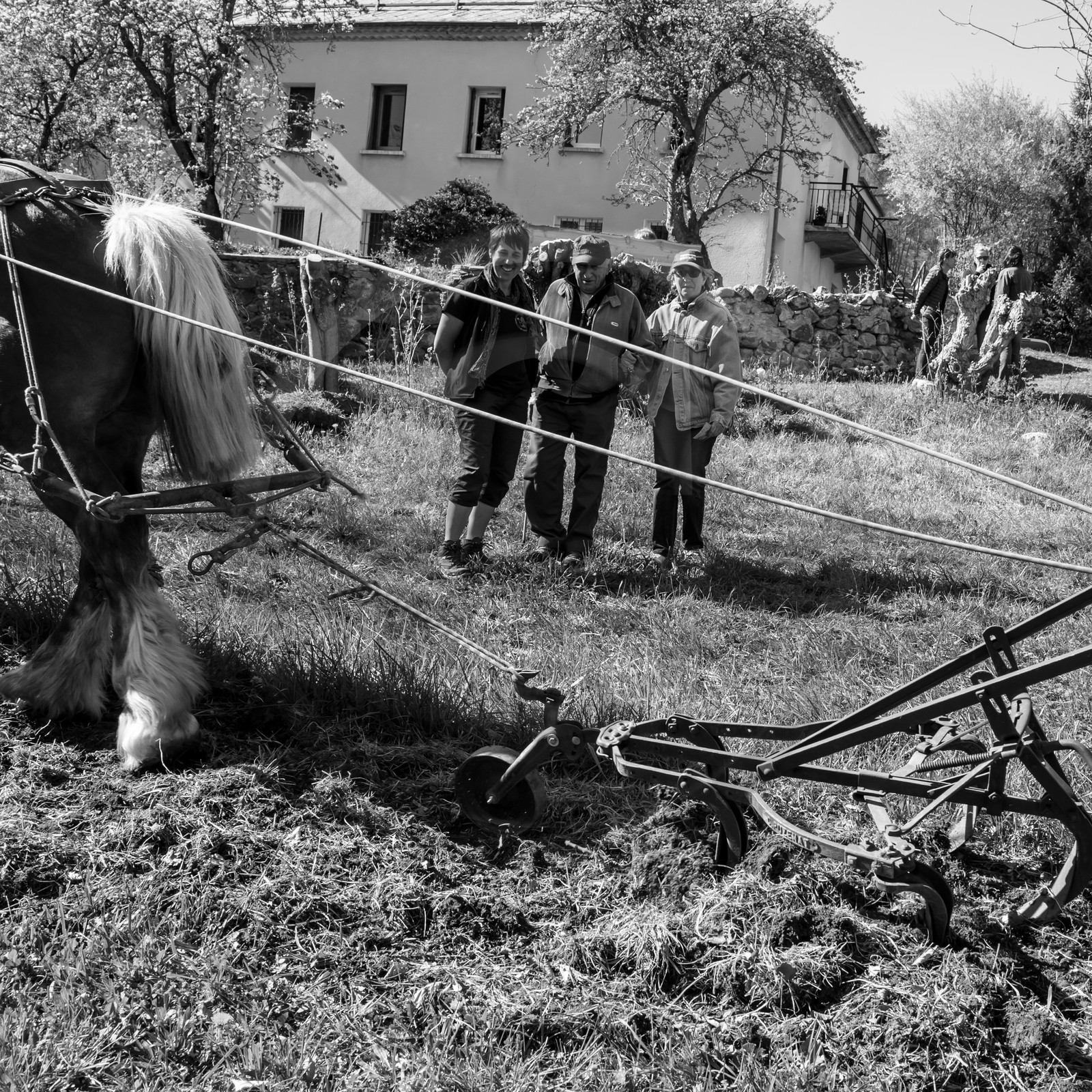 Labour avec un cheval - 17 04 17