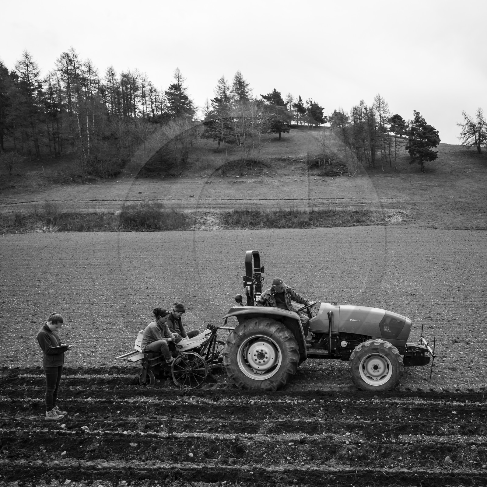 La plantation des pommes de terre