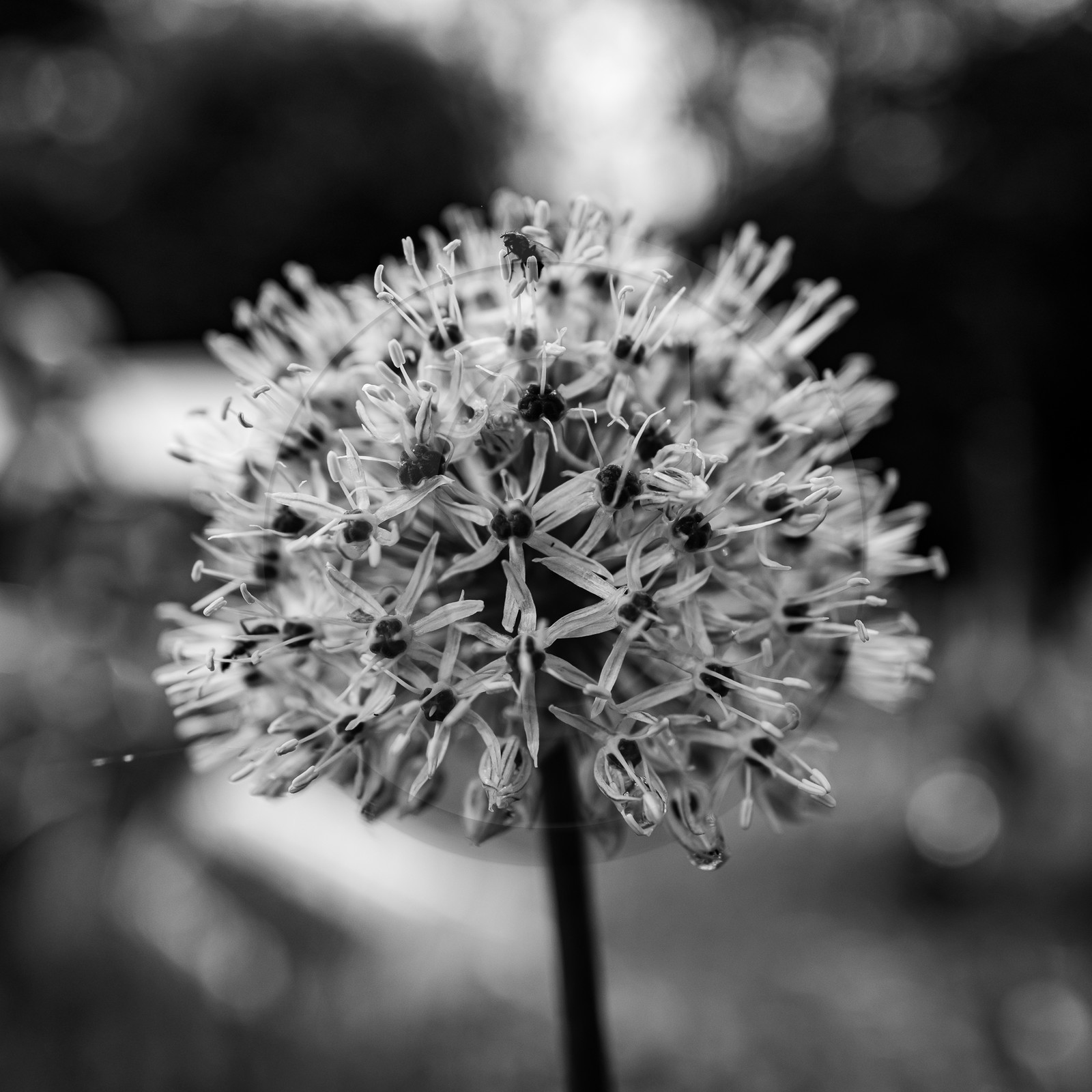 05 juin 2023 : journée des aidants et des aidés