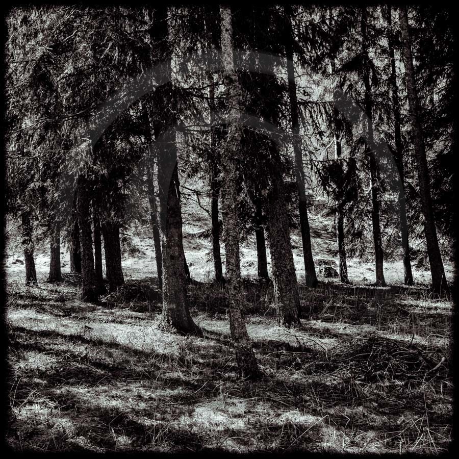 Promenade en forêt Promenade en forêt