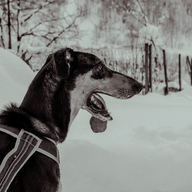 La Valgaude Traineau 2015