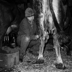 La traite des vaches