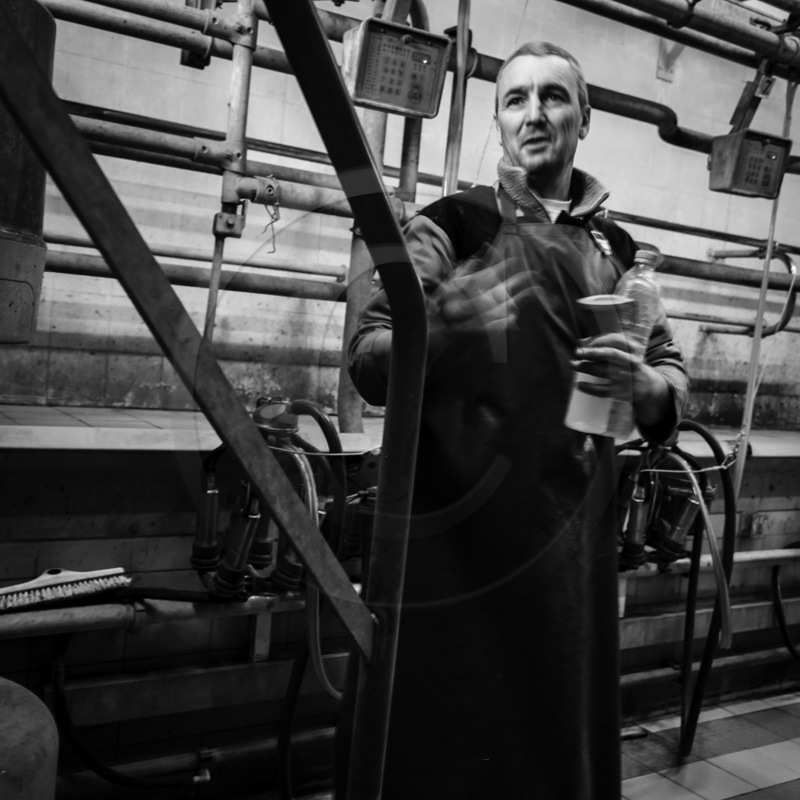 La traite des vaches