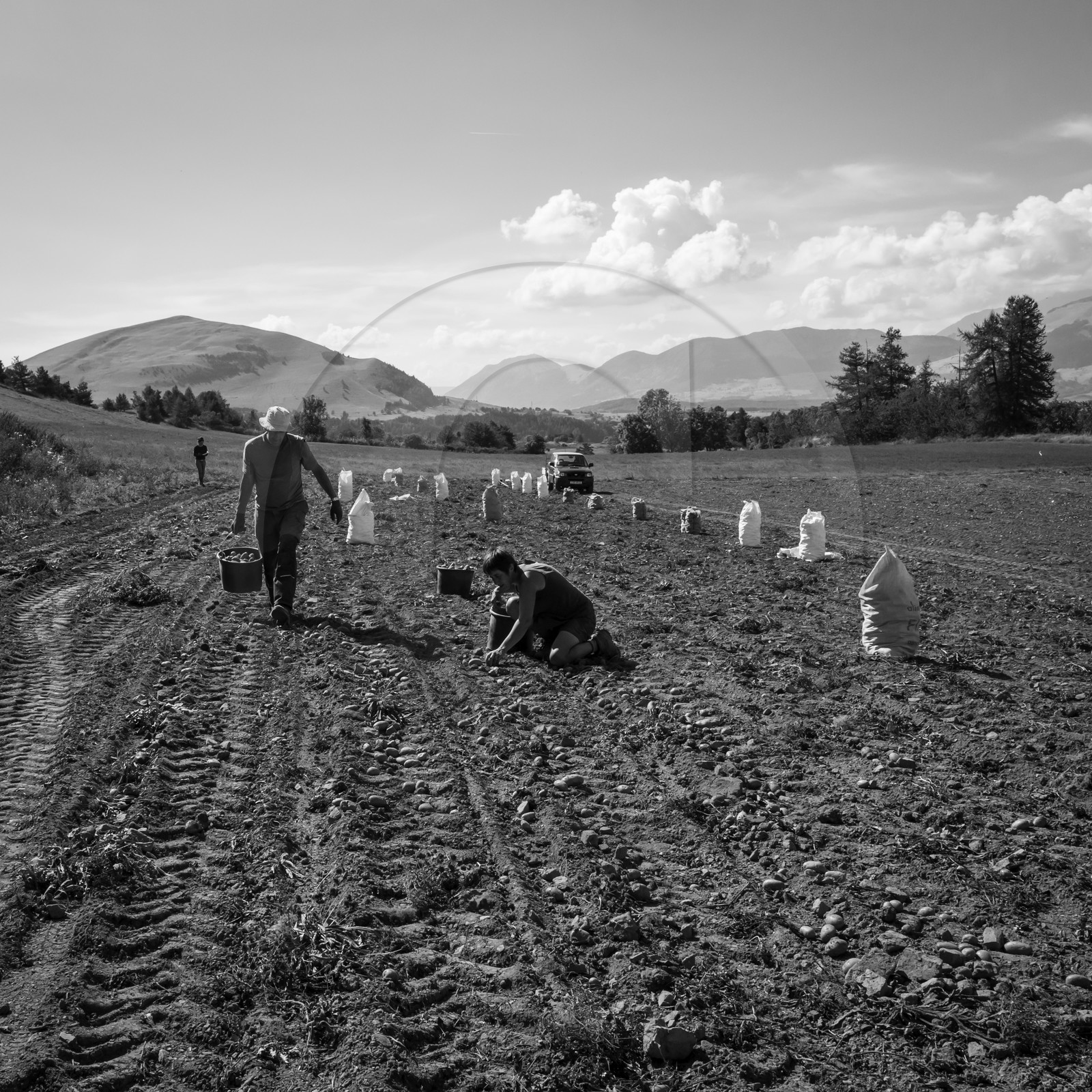 La récolte des pommes de terre