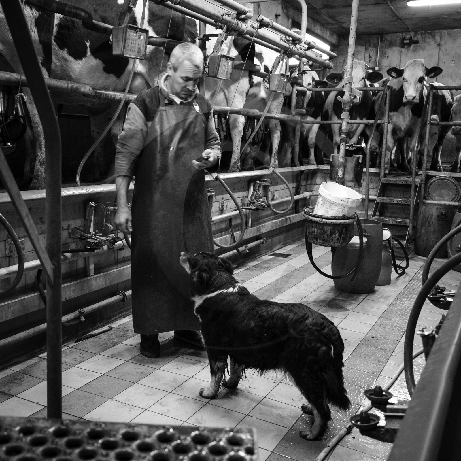 La traite des vaches