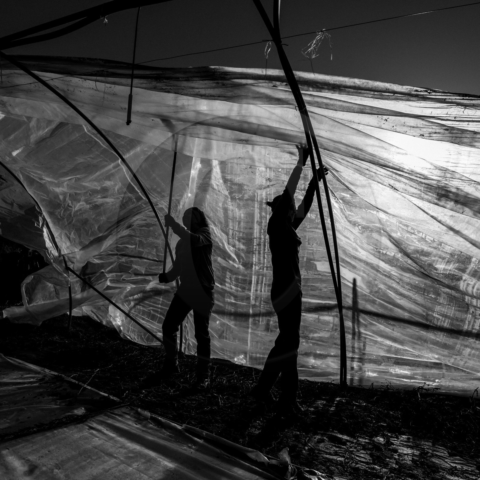 Montage de serres tunnel