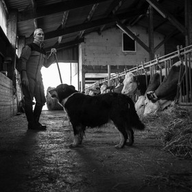 Les soins aux vaches