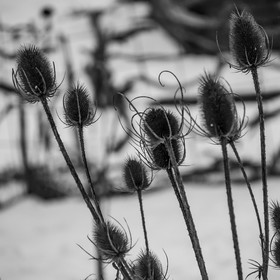 21 janvier 2021 : l'Ouort sous la neige