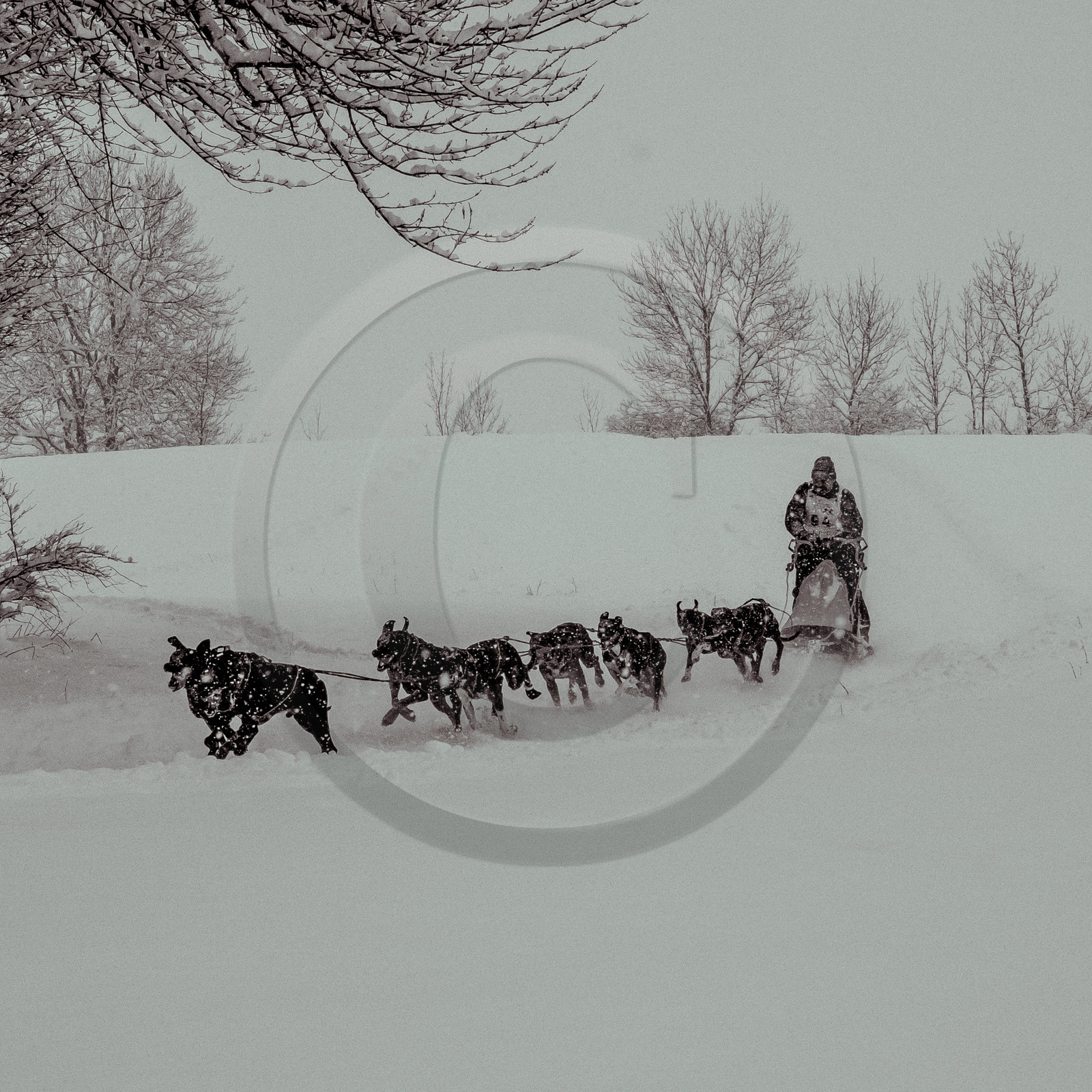 La Valgaude Traineau 2015 La Valgaude Traineau 2015