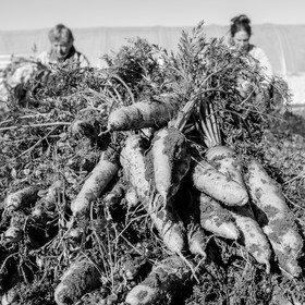 La récolte des carottes