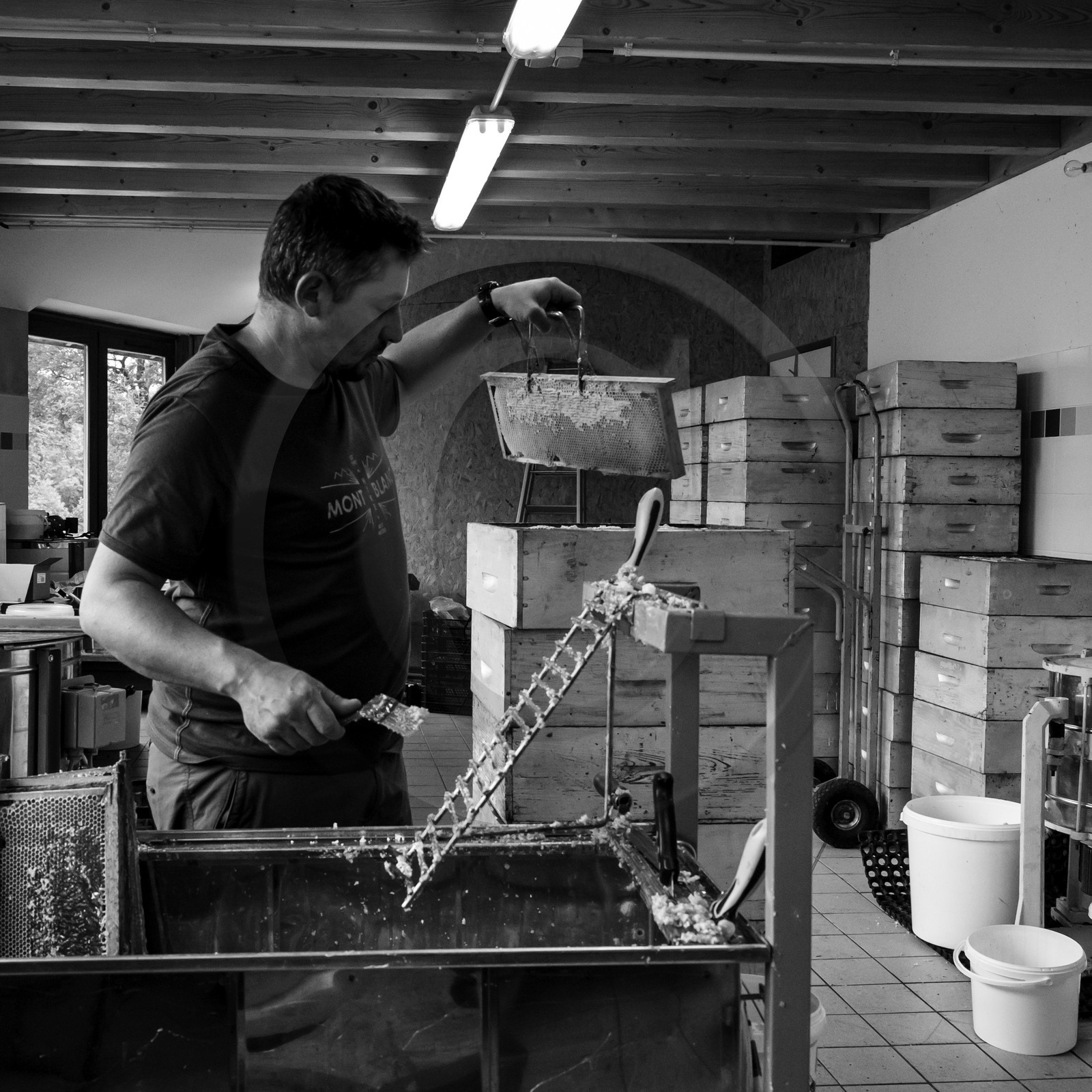 L'extraction du miel