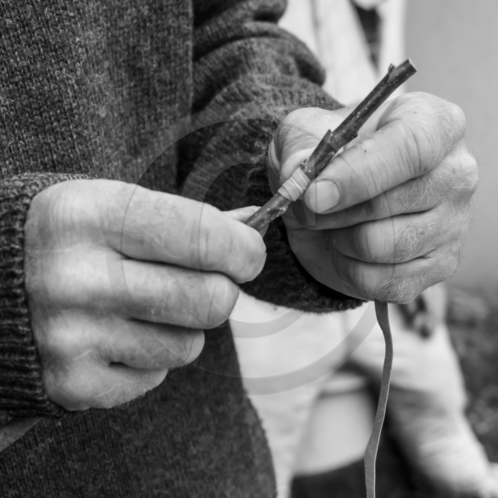 03 avril 2019 : Initiation à la greffe d'arbres fruitiers