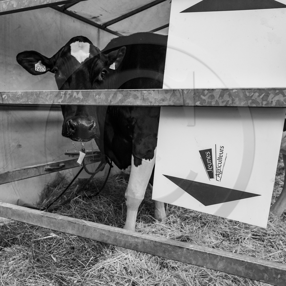 Rencontres paysannes à Saint-Bonnet en Champsaur