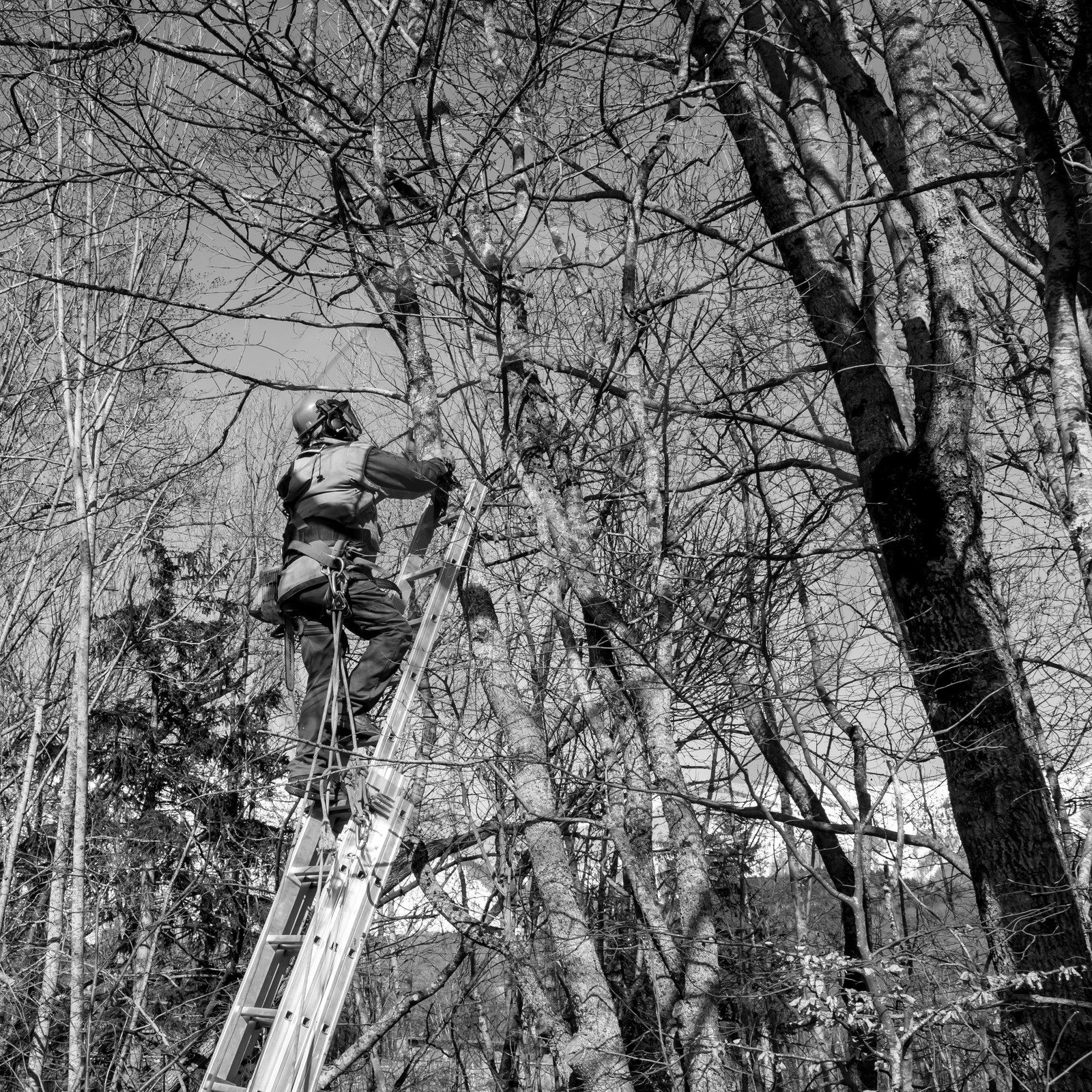 Elagage - 08 03 2017