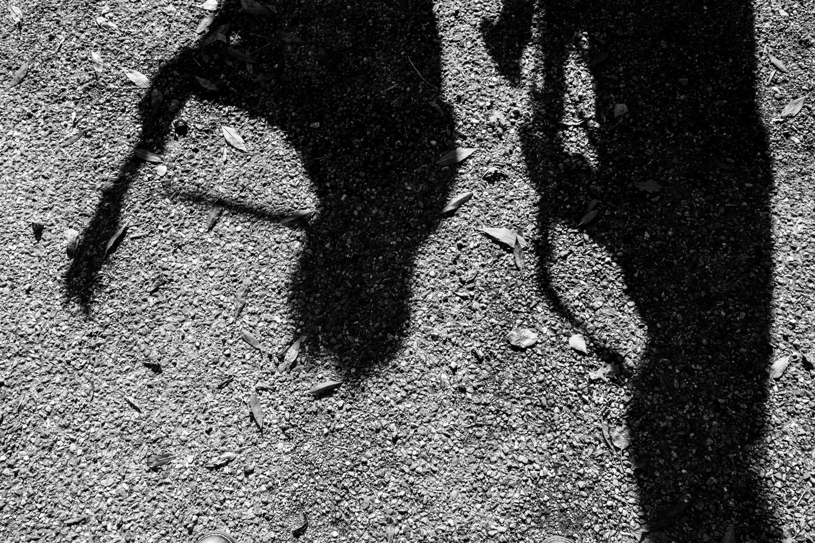 26 octobre 2025 : Les oiseaux de trottoir