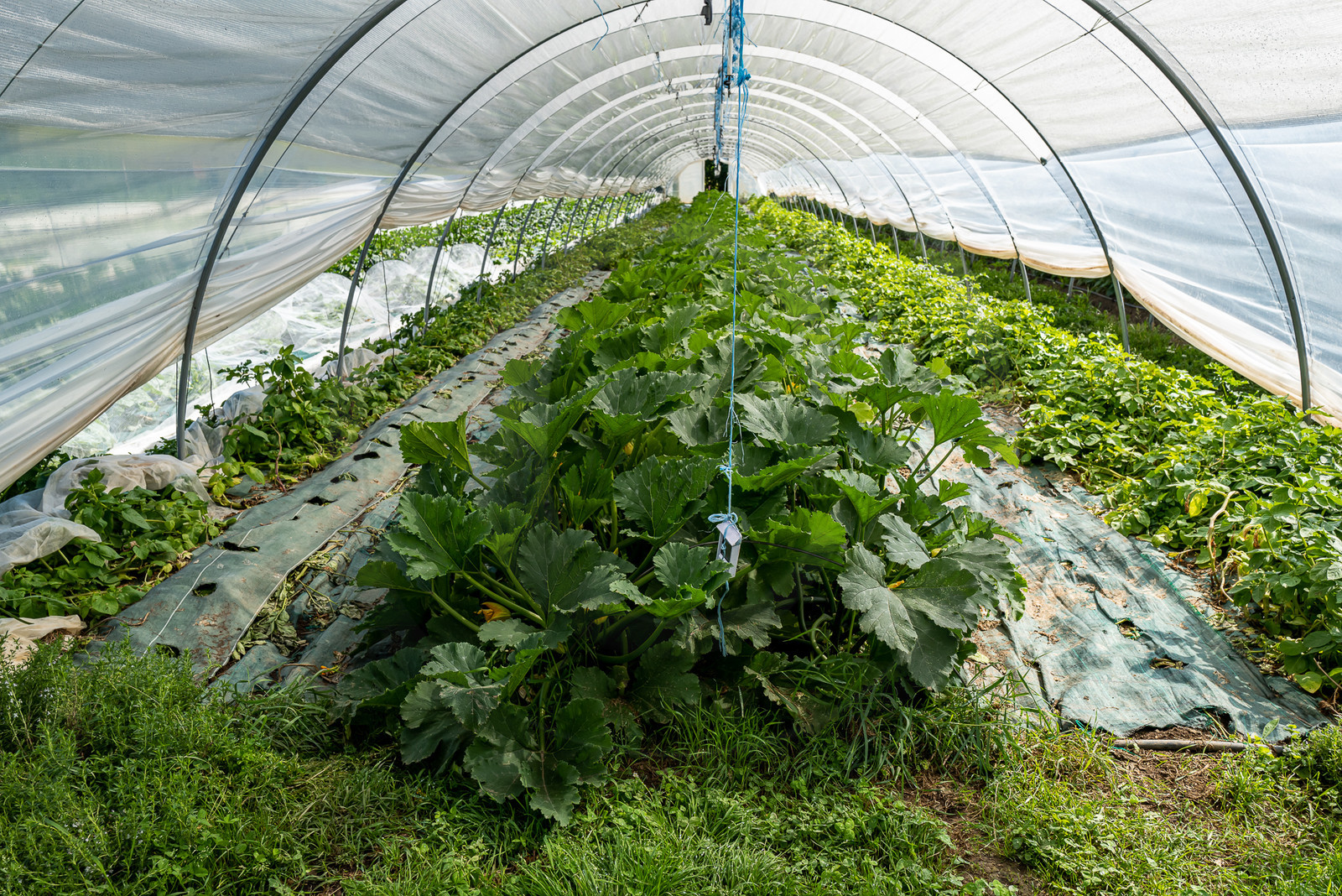 Légumontagne : maraichage biologique à Ancelle