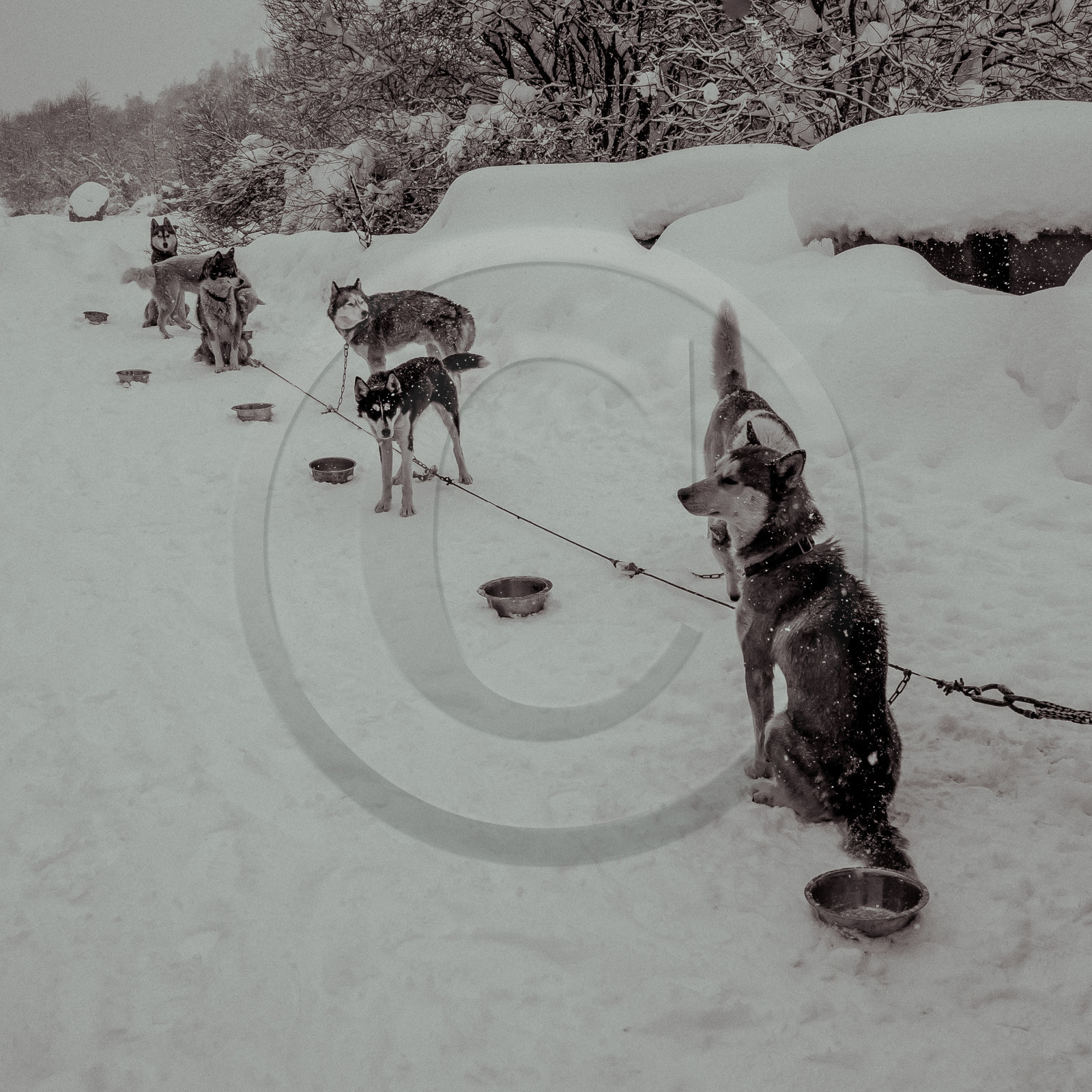 La Valgaude Traineau 2015