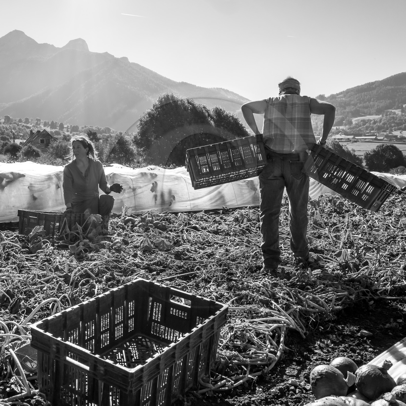 La récolte des courges