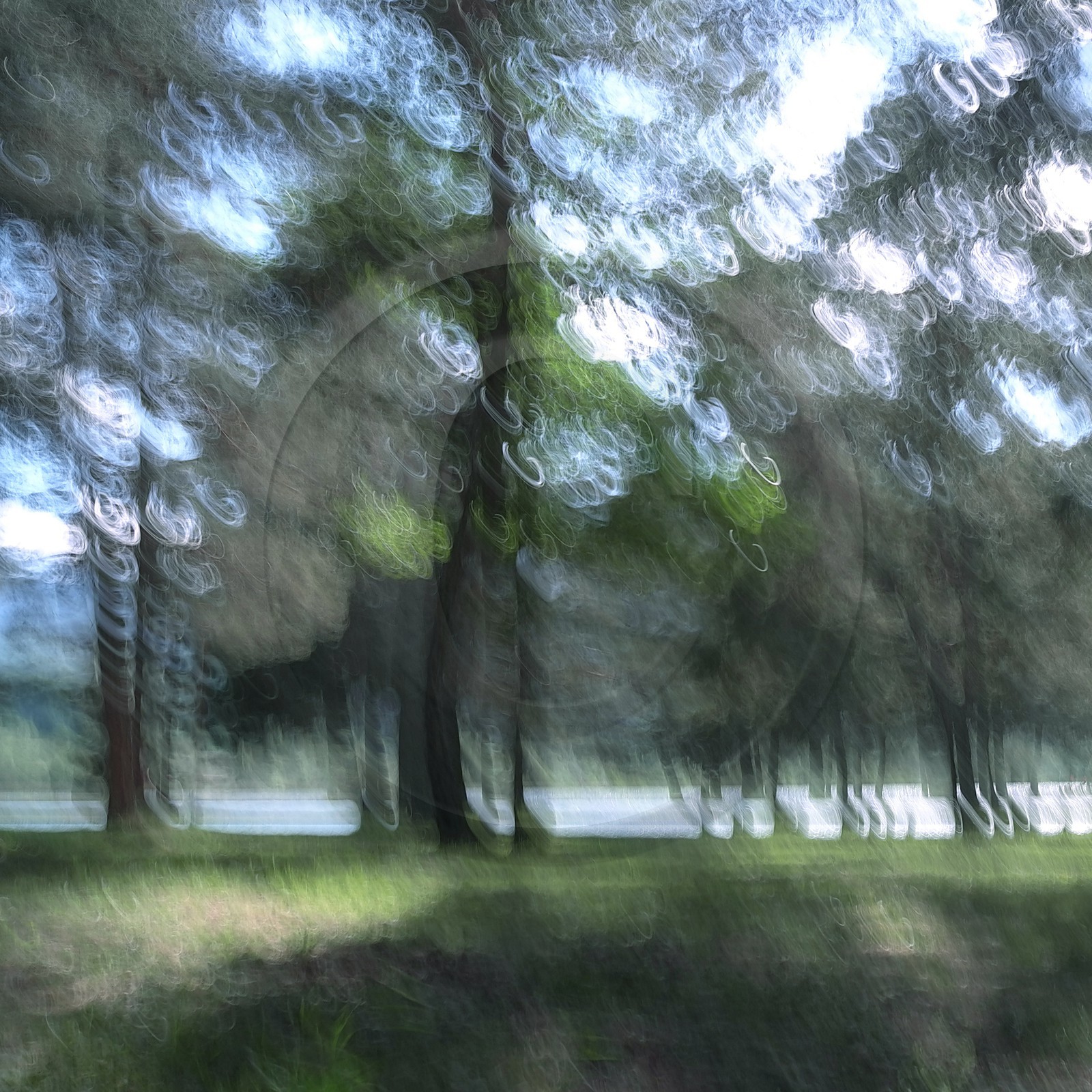 Le Pays des Arbres Flous